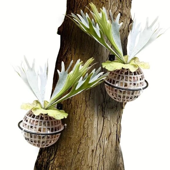 Staghorn Fern & Orchid Hanging Basket Planter Kit 6-Inch Plastic & Metal Bracket - Picture 6 of 8